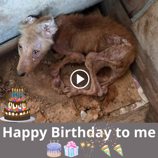 A Wild Dog’s Birthday: A Cry for Compassion and Hope