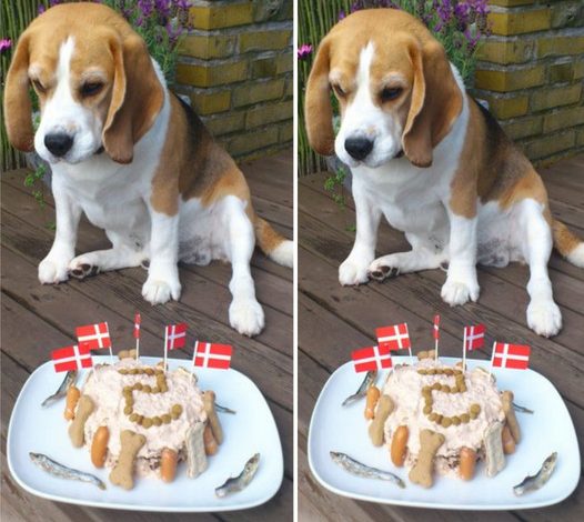 Celebrating a Beagle’s Fifth Birthday: A Joyful Milestone