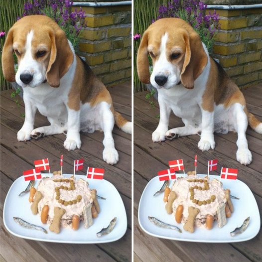 Celebrating a Beagle’s Fifth Birthday: A Joyful Milestone