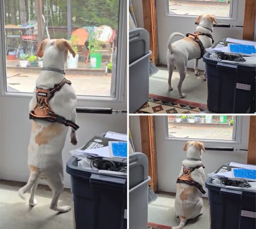 Adorable Beagle Waits by the Window for Mom to Return from Shopping ‎