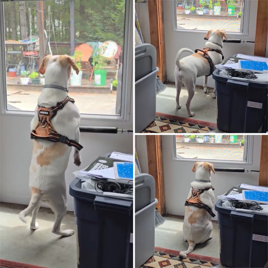 Adorable Beagle Waits by the Window for Mom to Return from Shopping ‎