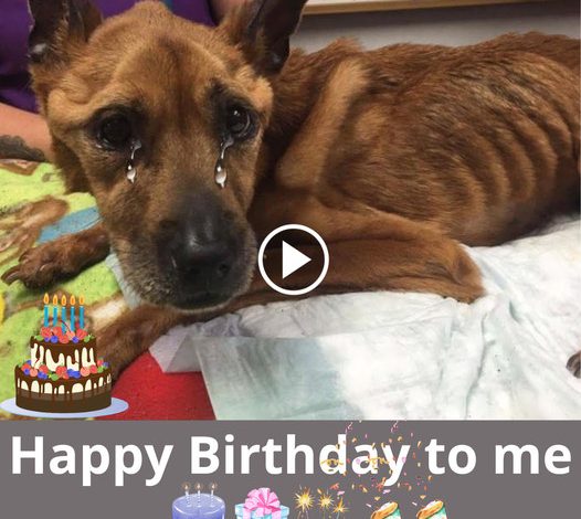 A Solitary Dog’s 5th Birthday: Sending Love and Wishes