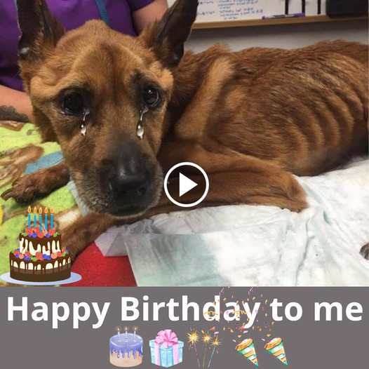 A Solitary Dog’s 5th Birthday: Sending Love and Wishes