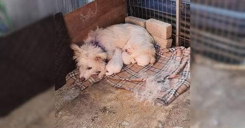 Mother Dog And Her Babies Were Trembling In The Cold Corner Of The Shelter Until She Came