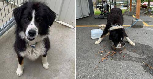 Idaho Shelter Staff Heartbroken After Finding A Terrified Border Collie Mix Tied Up To Their Donation Shed