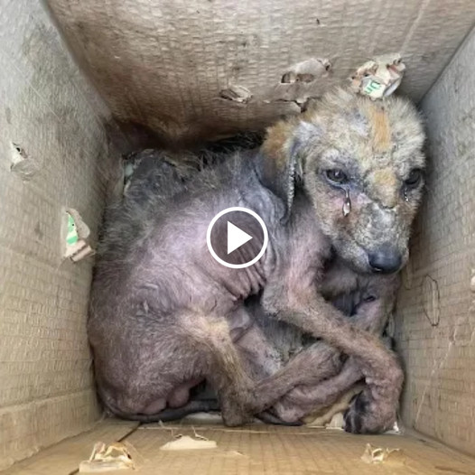 Abandoned and Alone: The Heartbreaking Struggles of a Little Orphaned Dog in a Cruel and Loveless World