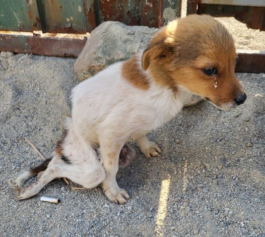 Abandoned and Helpless: A Heart-Wrenching Tale of Resilience and Hope on a Dog’s Birthday