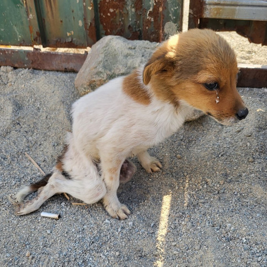 Abandoned and Helpless: A Heart-Wrenching Tale of Resilience and Hope on a Dog’s Birthday