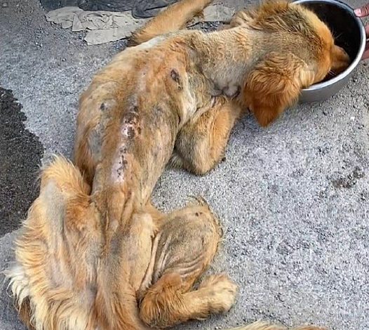 An Incredible Transformation: A Dying Stray Golden Retriever Saved Through a Life-Saving Rescue