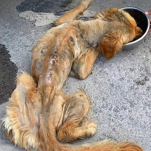 An Incredible Transformation: A Dying Stray Golden Retriever Saved Through a Life-Saving Rescue