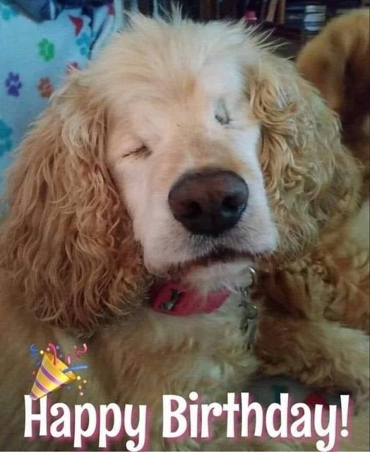 Celebrating Bravery and Beauty: A Special Fifth Birthday for a Blind Dog