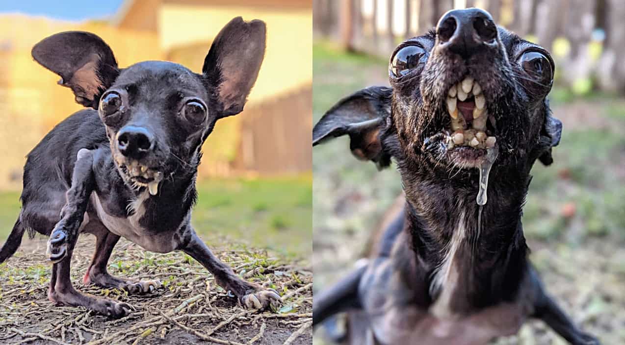 Dog Rescuer Cries After She Finds Deformed Puppy, Decides To Adopt It