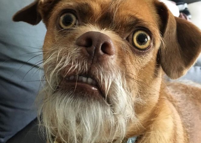 This Dog Has Thousands Of Expressions, And It Cracks Us Up