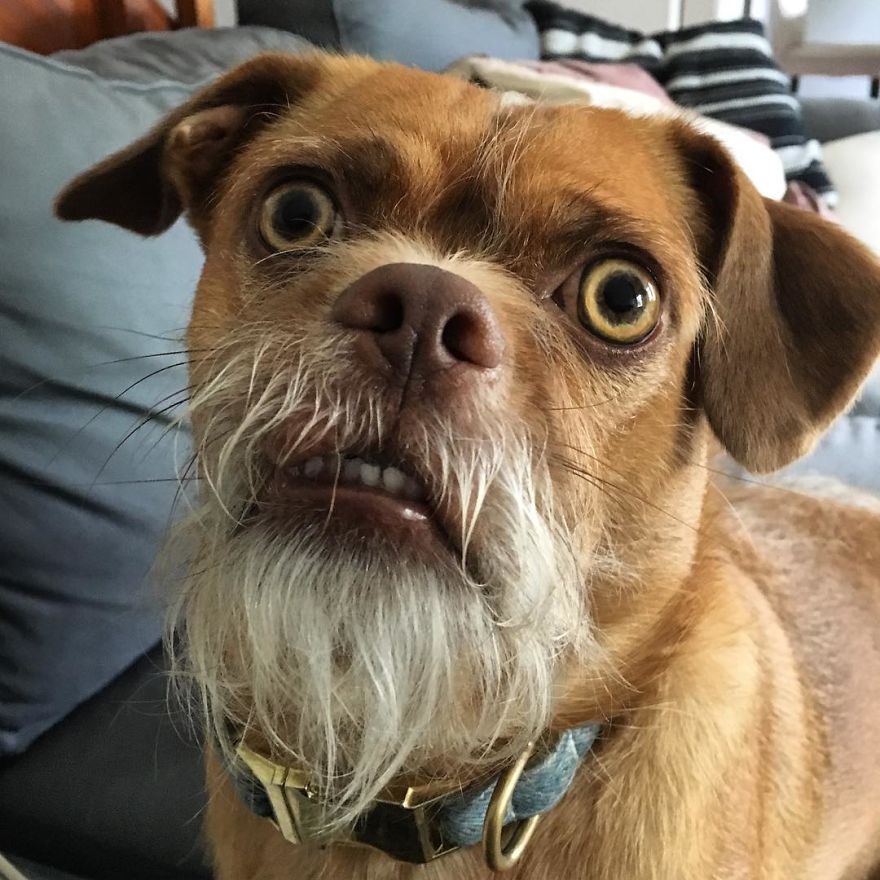 This Dog Has Thousands Of Expressions, And It Cracks Us Up