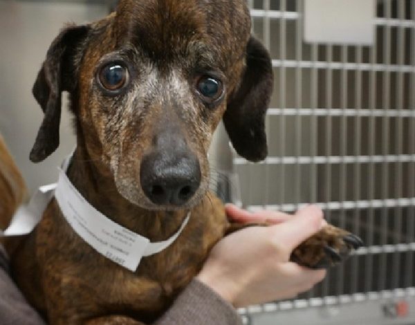 This Cancer Stricken Dog Got A New Skull Through 3D Printing