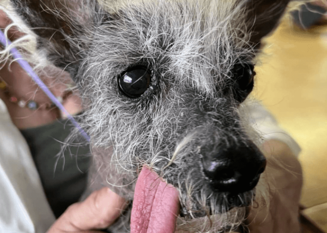 Scooter Takes the Crown: The Charming Tale of the World’s Ugliest Dog Winner