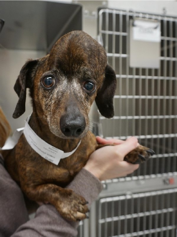 This Cancer Stricken Dog Got A New Skull Through 3D Printing