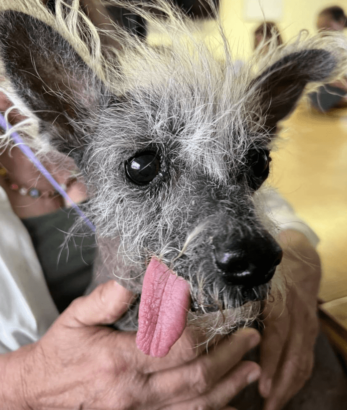 Scooter Takes the Crown: The Charming Tale of the World’s Ugliest Dog Winner