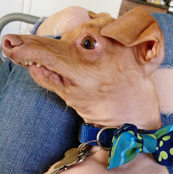 Celebrating Rufus: The Ugliest Dog’s Birthday Bash!