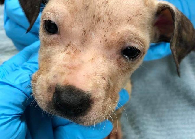 A Heartfelt Birthday Wish: Puppies Dumped Behind Car Dealership Now Ready for Adoption