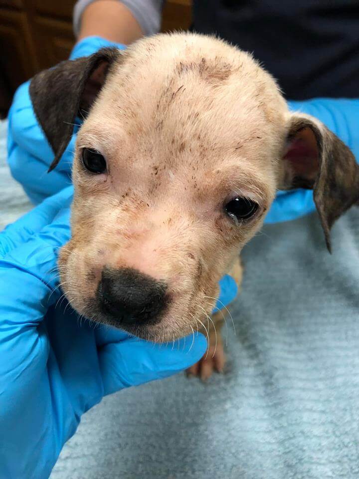 A Heartfelt Birthday Wish: Puppies Dumped Behind Car Dealership Now Ready for Adoption