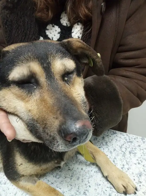 Miraculous Survival: A Dog’s Birthday Marked by Tragedy and Hope