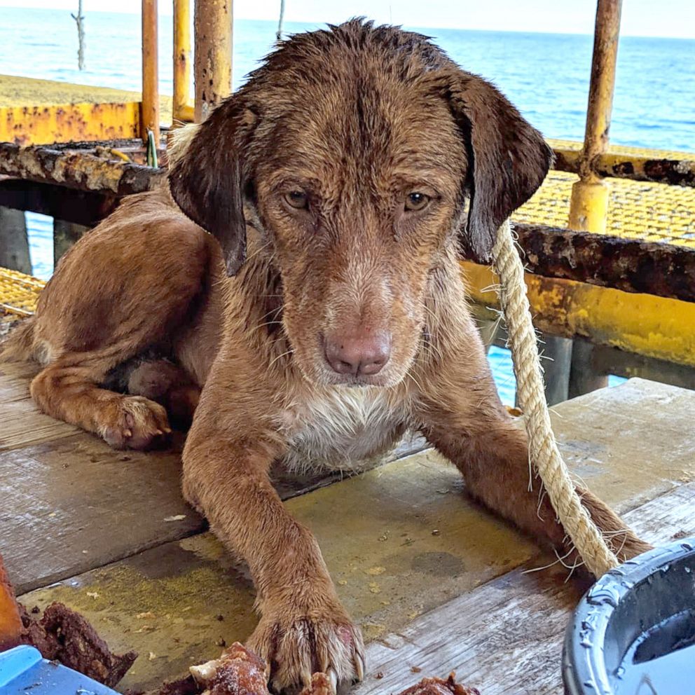 Rescuing Lucky: An Extraordinary Birthday Story from the Open Sea