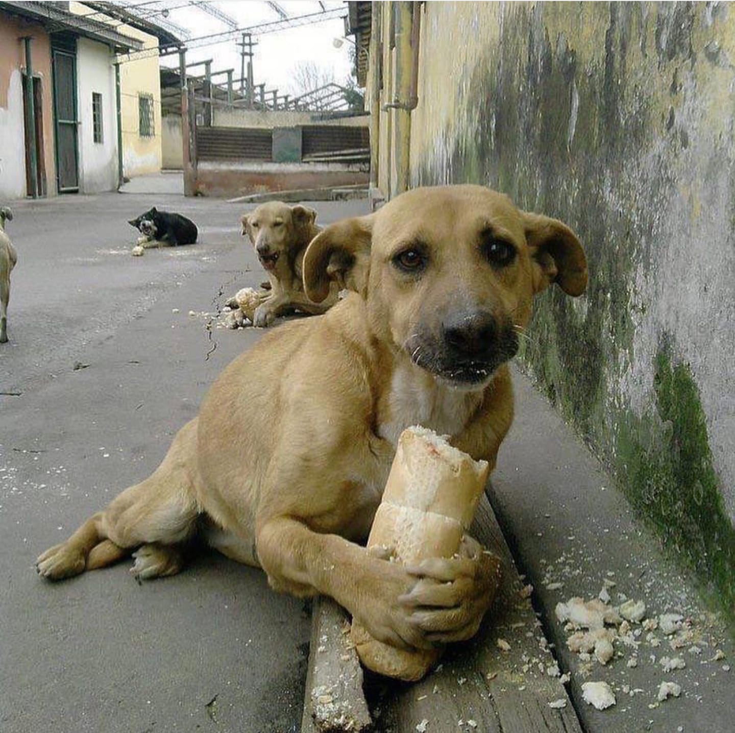 A Heartfelt Birthday: Celebrating a Street Dog Named Hope