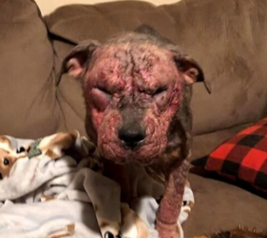 The dog without fur was about to be put to sleep, but the girl decided to cure her pet at all costs. Look what he turned into