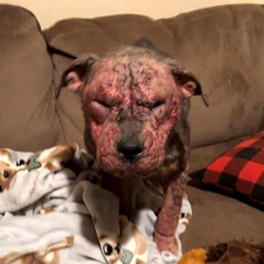 The dog without fur was about to be put to sleep, but the girl decided to cure her pet at all costs. Look what he turned into