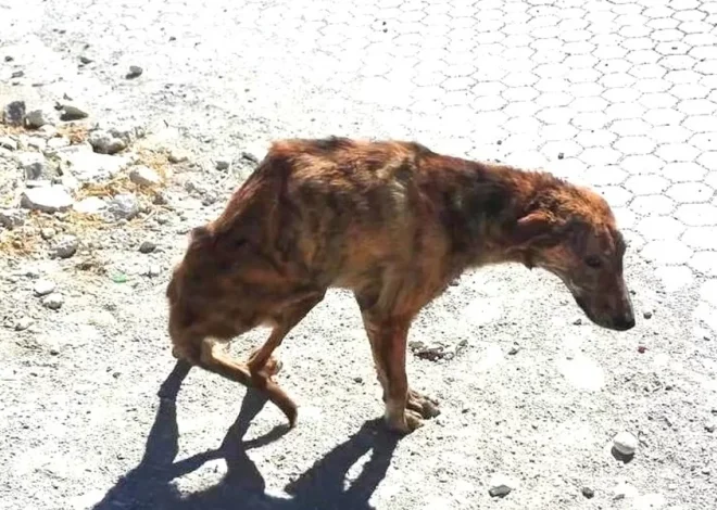 Woman On Vacation Finds Dog With Broken Spine And Takes Him Home