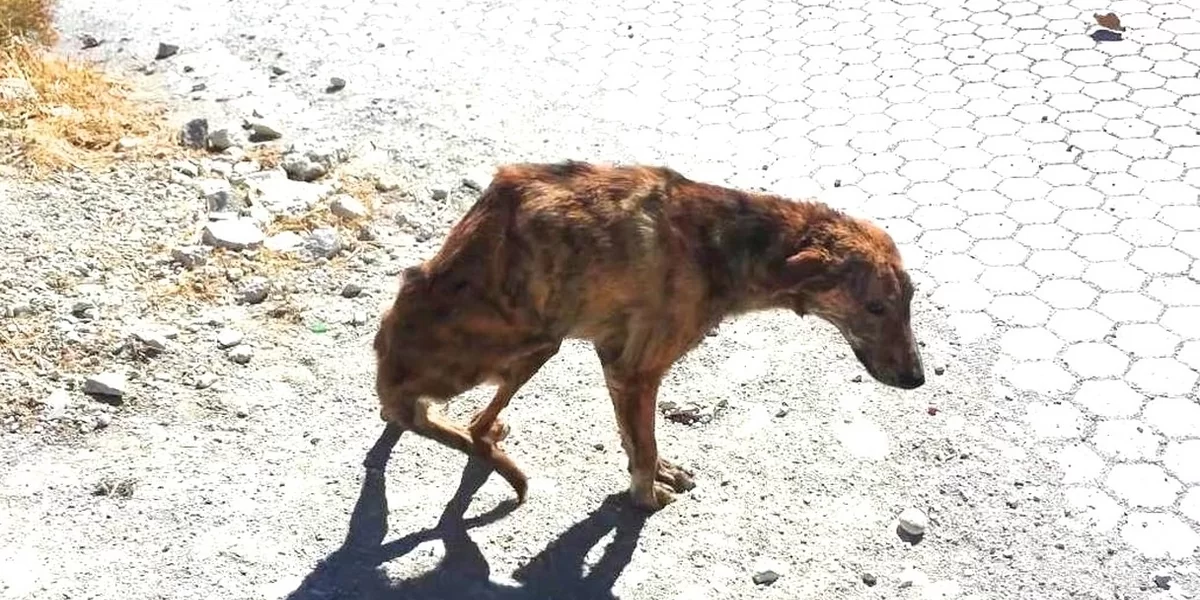 Woman On Vacation Finds Dog With Broken Spine And Takes Him Home