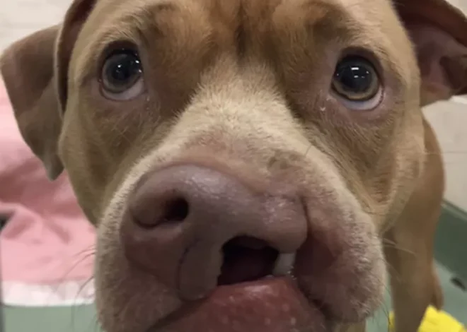 Shelter Dog Overlooked for Months Because of Cleft Palate Adopted by Shelter Volunteer