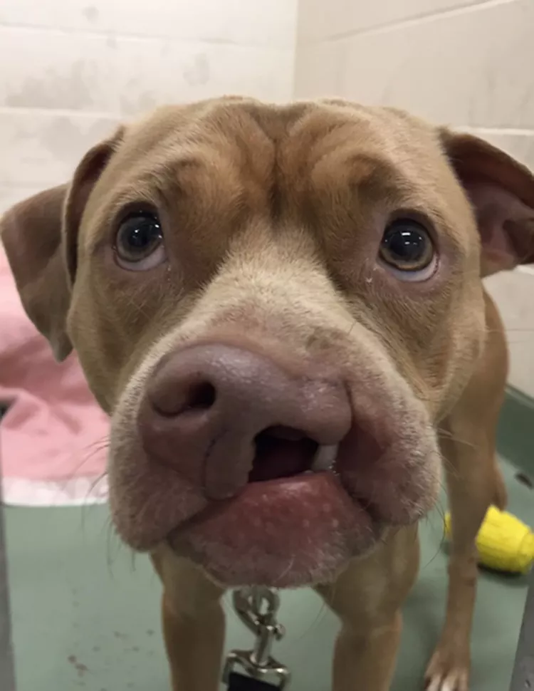 Shelter Dog Overlooked for Months Because of Cleft Palate Adopted by Shelter Volunteer