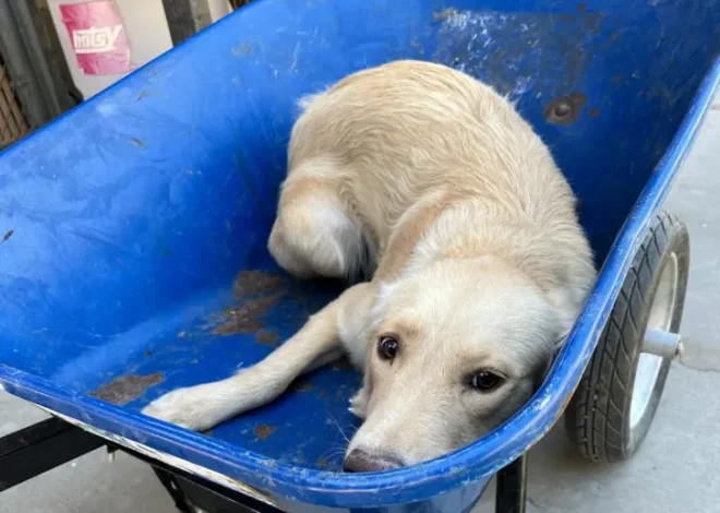 Hey, I’m Ginger! Today’s my birthday—I’m 11 years young! Send me some love, please!