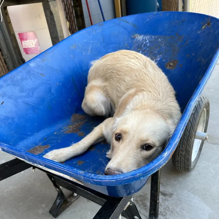 Hey, I’m Ginger! Today’s my birthday—I’m 11 years young! Send me some love, please!