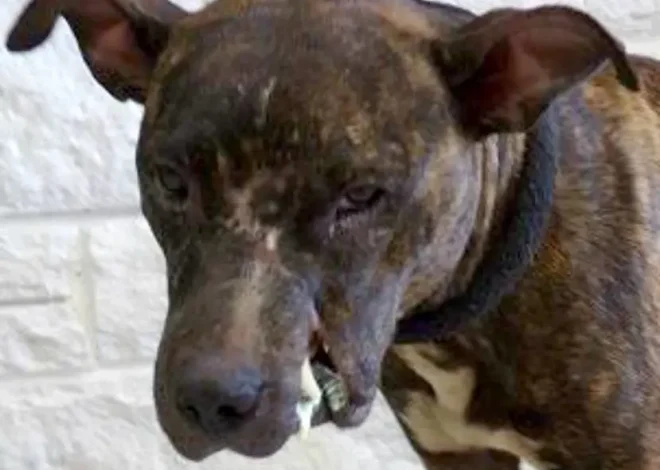 A Heartwarming Journey: Paris the Pit Bull Celebrates Her Birthday on the Path to a Forever Home