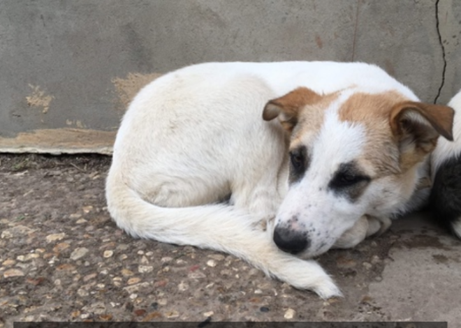 Rescuing an Injured Street Puppy on His Birthday: A Desperate Need for a New Home and Caring Owner