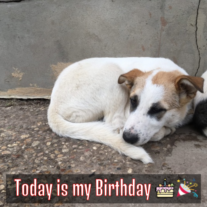 Rescuing an Injured Street Puppy on His Birthday: A Desperate Need for a New Home and Caring Owner