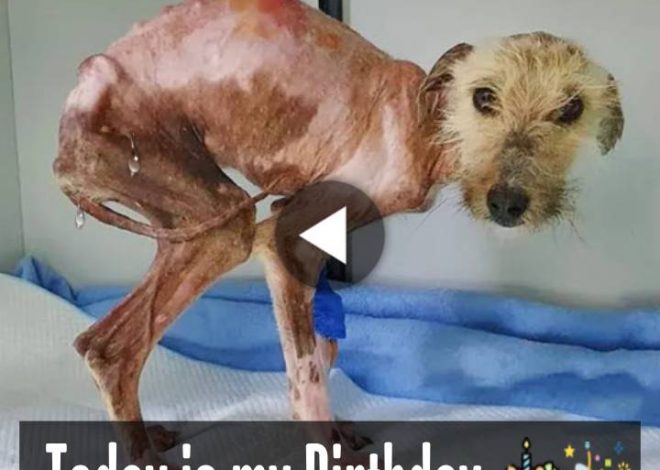 Emaciated Dog Survives Six Months of Starvation and Painful Sores, Desperately Seeking Care