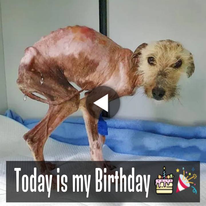 Emaciated Dog Survives Six Months of Starvation and Painful Sores, Desperately Seeking Care