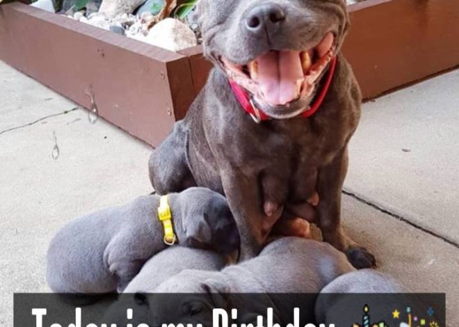 The Proud Pitbull Mother Joyfully Welcomes Six Adorable Puppies, Spreading Love Everywhere