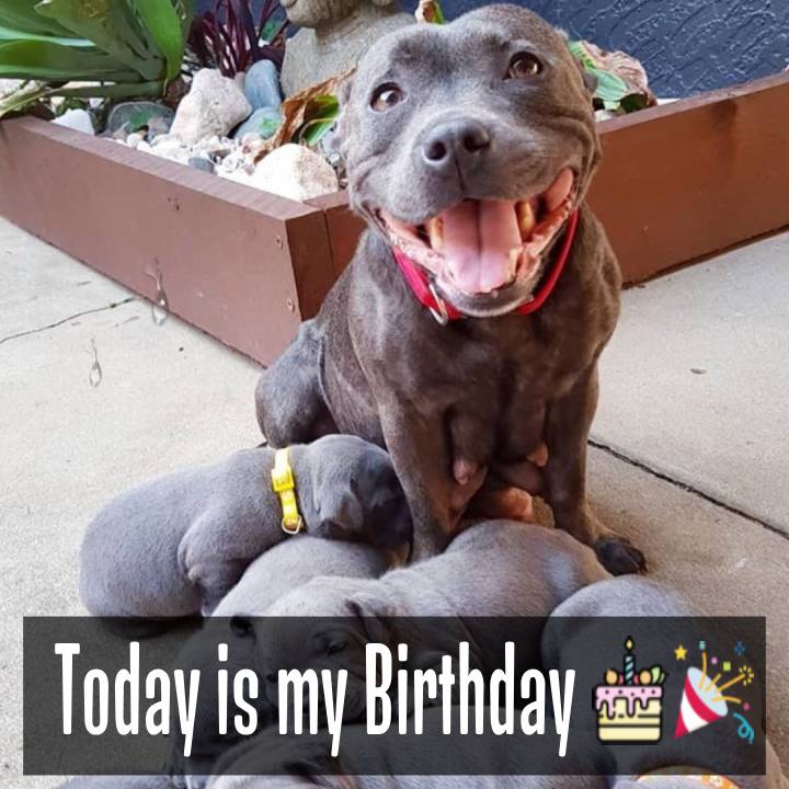 The Proud Pitbull Mother Joyfully Welcomes Six Adorable Puppies, Spreading Love Everywhere