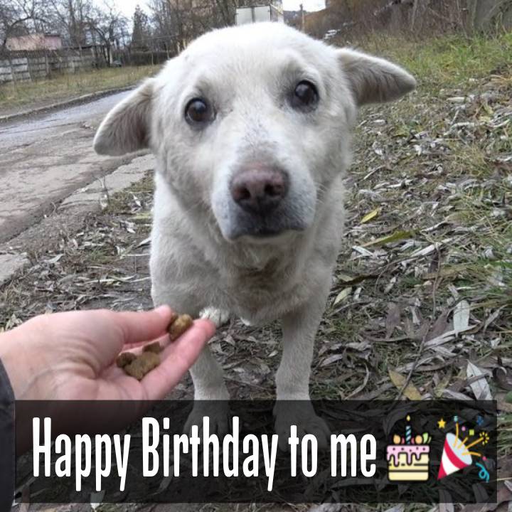 Feeling Overlooked: A Birthday of Sorrow as a Dog Longs for Recognition and Affection ❤️