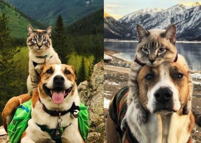 The Quirky Bond: A Cat’s Fondness for Perching on a Beagle’s Head