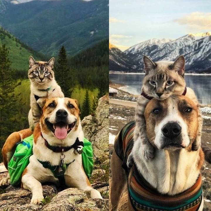 The Quirky Bond: A Cat’s Fondness for Perching on a Beagle’s Head