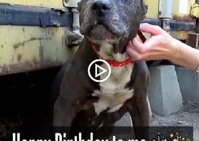 Unable to move his legs, the dog cried and dragged himself when he saw a kind person bringing food