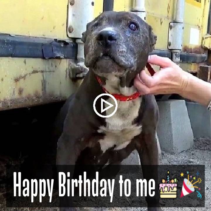 Unable to move his legs, the dog cried and dragged himself when he saw a kind person bringing food