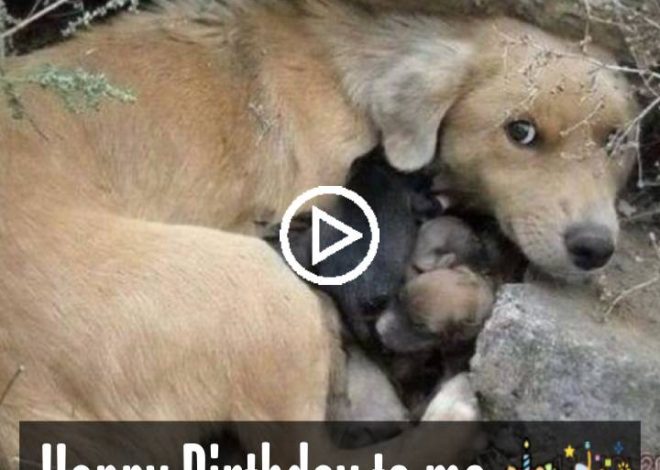 Resilient Maternal Love: Determined Pregnant Stray Dog Triumphs Over Hunger to Safely Bring New Life into the World.