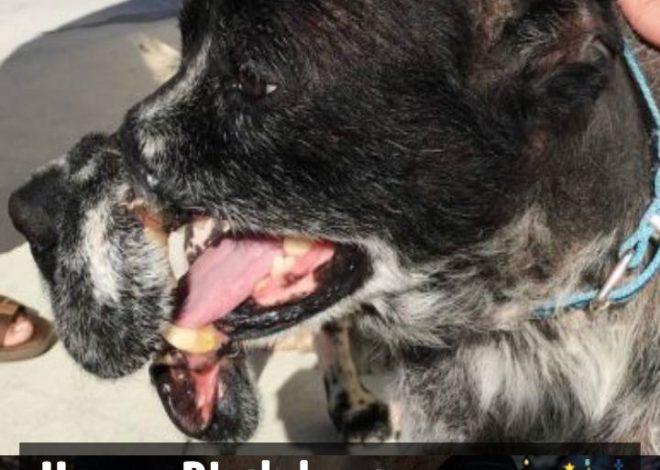 Dog Who Was Kept in a Wire Muzzle That Deformed His Face Has Nothing But Love for Rescuers